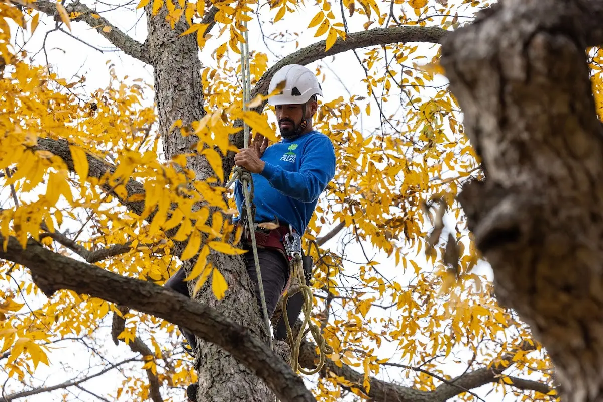 Skilled Tree Planing crew working in Danville