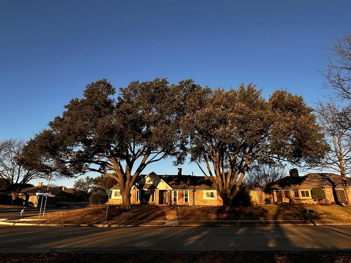 Established residential canopy tree shading a home in Danville
